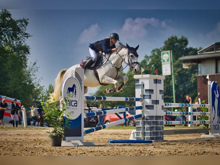 Koń westfalski Klacz 6 lat 165 cm Siwa in Dornburg