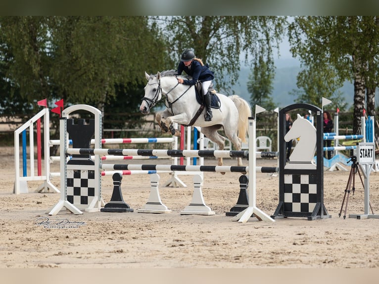 Koń westfalski Klacz 6 lat 165 cm Siwa in Dornburg