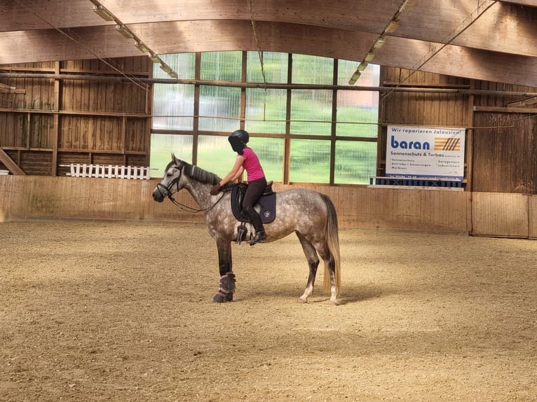 Koń westfalski Klacz 6 lat 165 cm Siwa in Remscheid