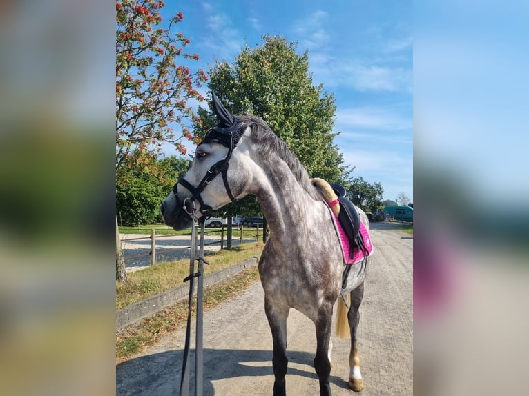 Koń westfalski Klacz 6 lat 165 cm Siwa in Remscheid