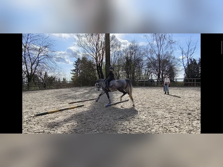 Koń westfalski Klacz 6 lat 165 cm Siwa in Remscheid