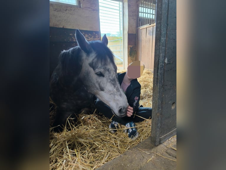 Koń westfalski Klacz 6 lat 165 cm Siwa in Remscheid