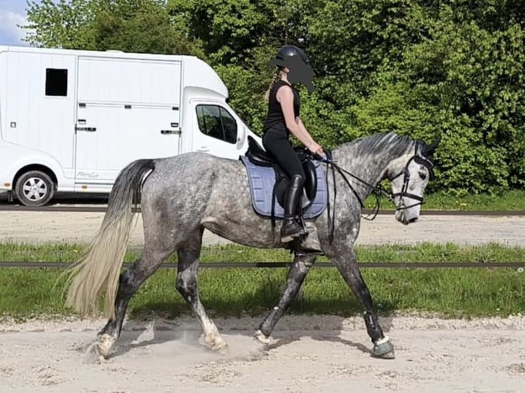 Koń westfalski Klacz 6 lat 165 cm Siwa in Remscheid