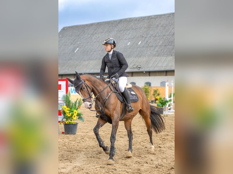 Koń westfalski Klacz 6 lat 166 cm Ciemnogniada in Gadebusch