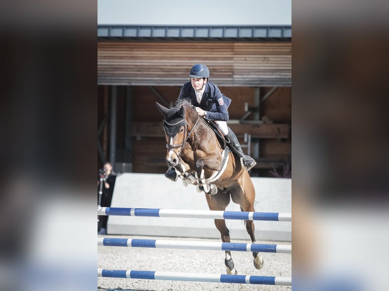 Koń westfalski Klacz 6 lat 166 cm Ciemnogniada in Oberheldrungen