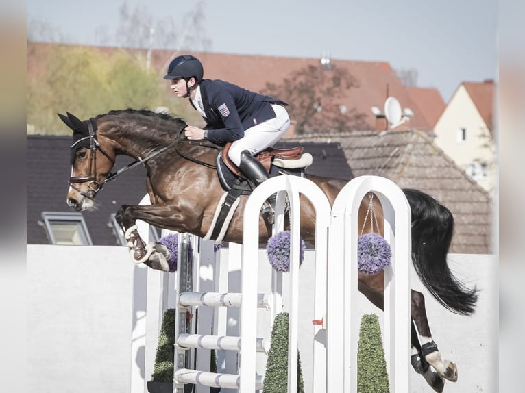 Koń westfalski Klacz 6 lat 166 cm Ciemnogniada in Oberheldrungen