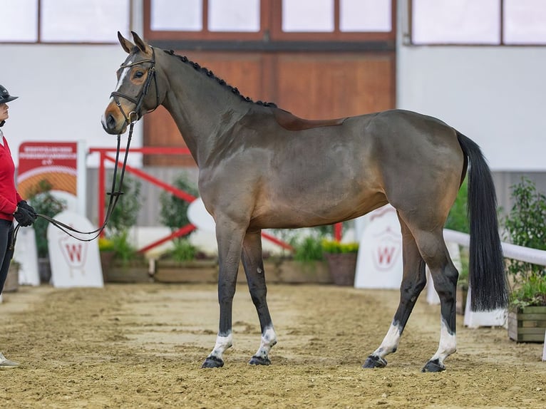 Koń westfalski Klacz 6 lat 166 cm Gniada in Münster-Handorf