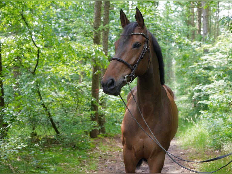 Koń westfalski Klacz 6 lat 166 cm Gniada in Vechta