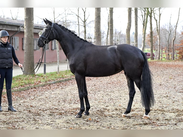 Koń westfalski Klacz 6 lat 166 cm Kara in Kutenholz