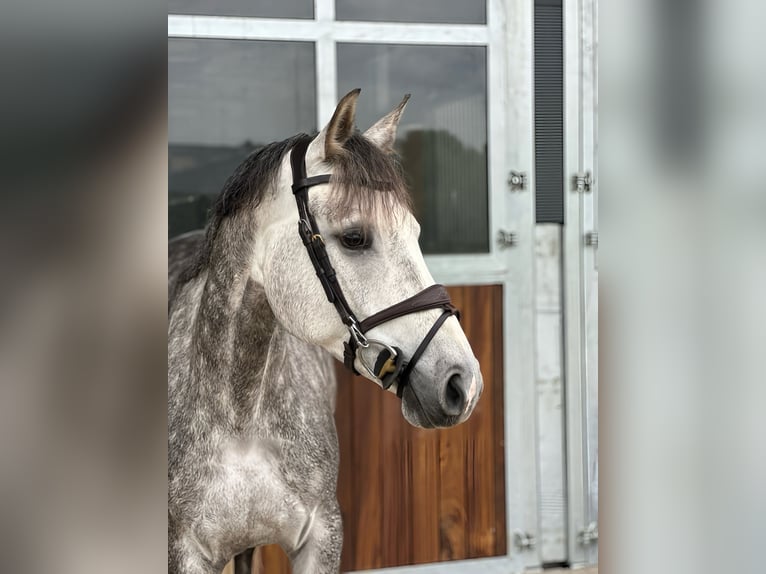 Koń westfalski Klacz 6 lat 166 cm Siwa in Kamenz