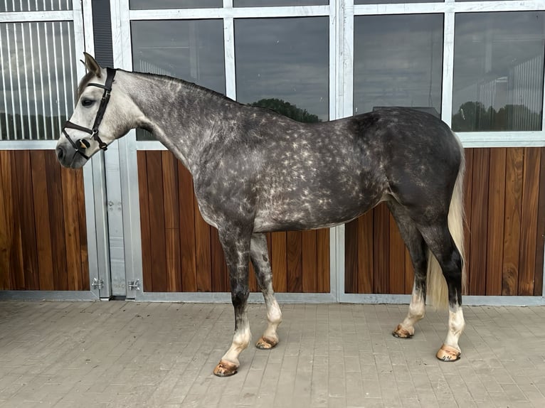 Koń westfalski Klacz 6 lat 166 cm Siwa in Kamenz