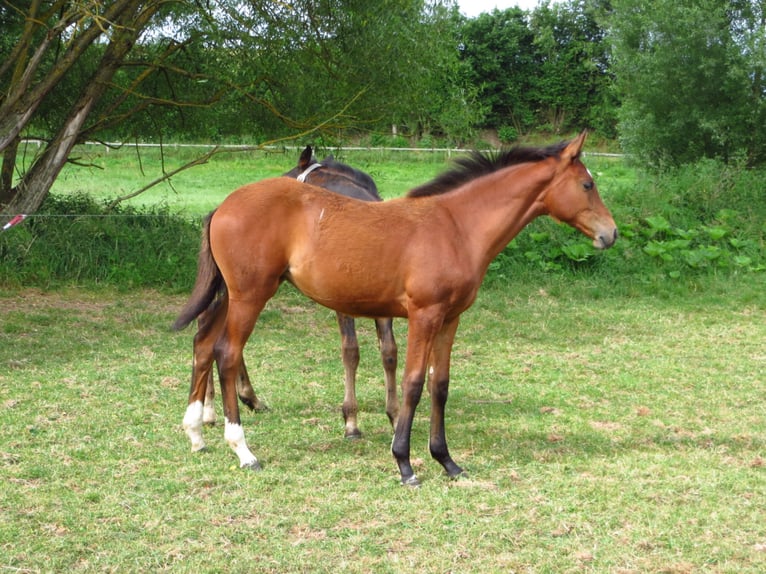 Koń westfalski Klacz 6 lat 167 cm Gniada in Frankenberg