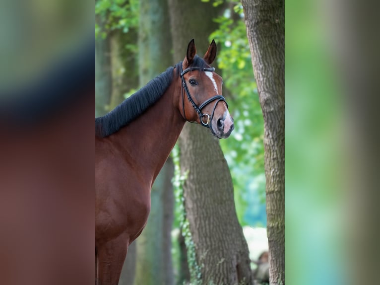 Koń westfalski Klacz 6 lat 167 cm Gniada in Lienen