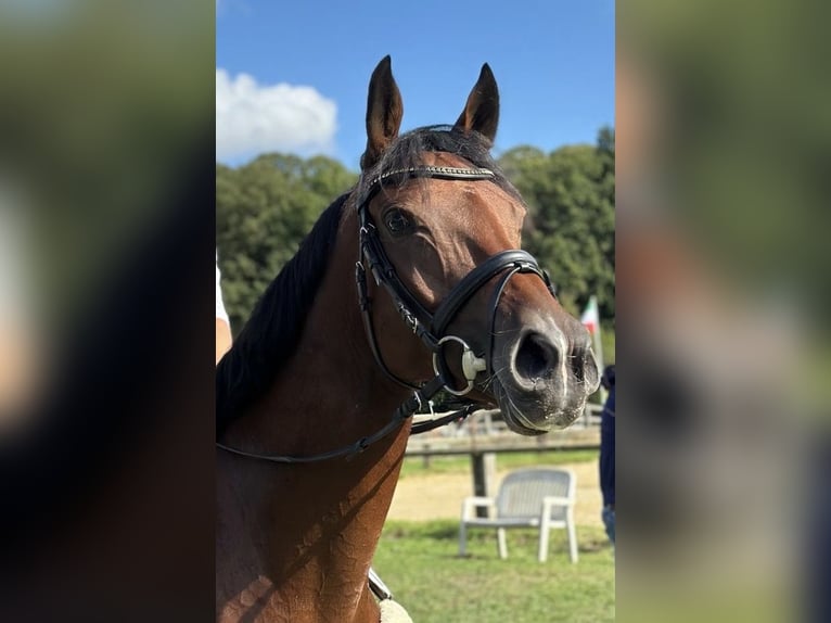 Koń westfalski Klacz 6 lat 167 cm Gniada in Dorsten