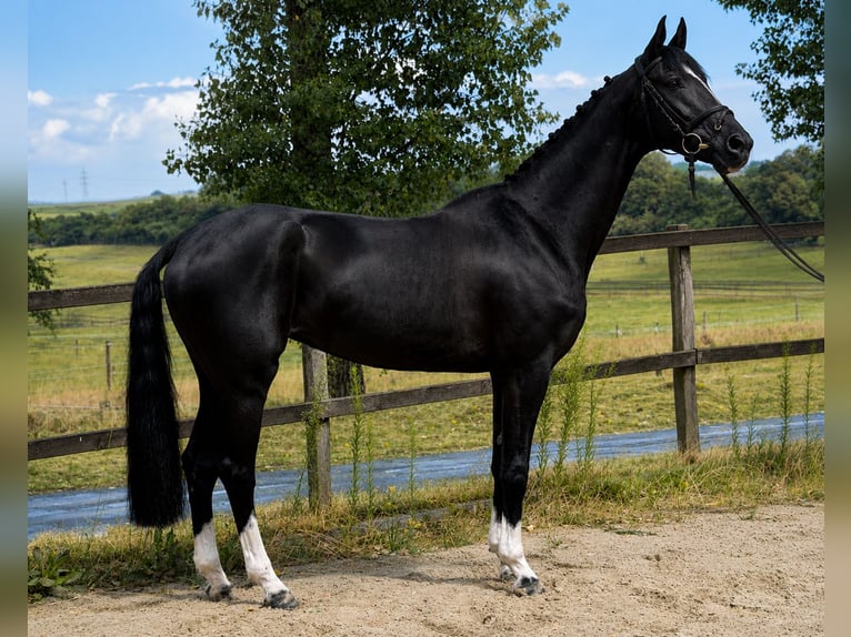 Koń westfalski Klacz 6 lat 167 cm Kara in Bad Dürrheim