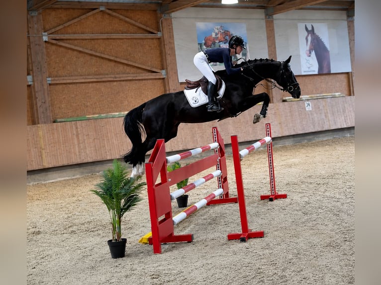 Koń westfalski Klacz 6 lat 167 cm Kara in Bad Dürrheim