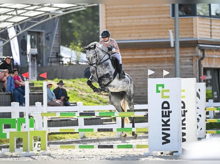 Koń westfalski Klacz 6 lat 167 cm Karosiwa in Liniewko KościerskieWysin