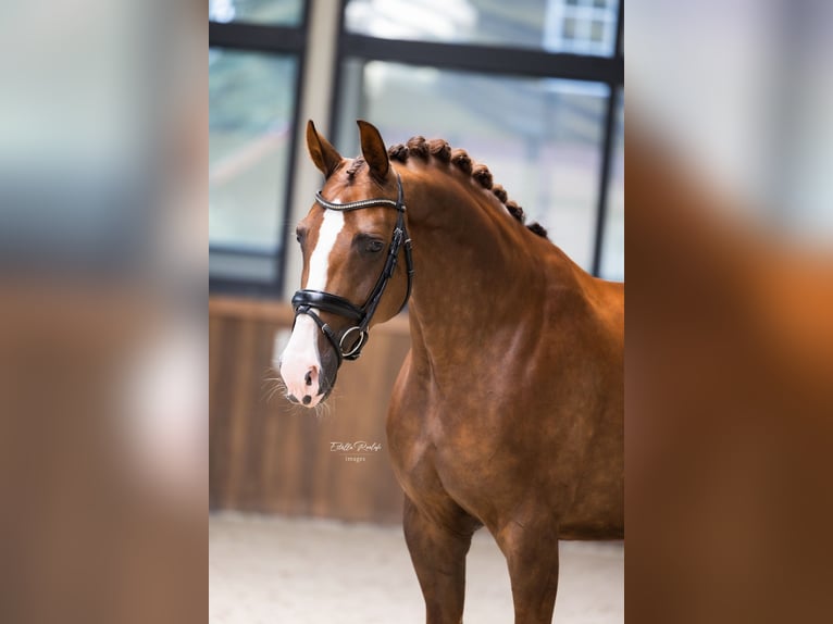 Koń westfalski Klacz 6 lat 167 cm Kasztanowata in Hörstel