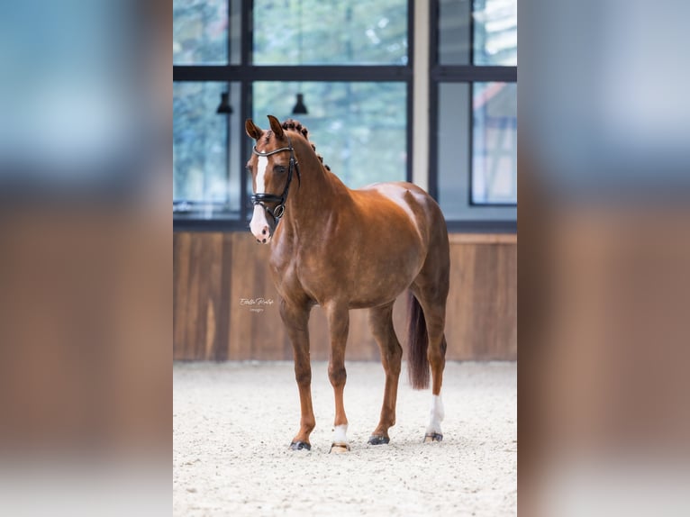 Koń westfalski Klacz 6 lat 167 cm Kasztanowata in Hörstel