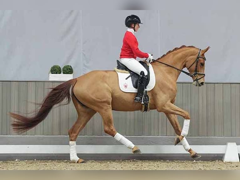 Koń westfalski Klacz 6 lat 167 cm Kasztanowata in Münster