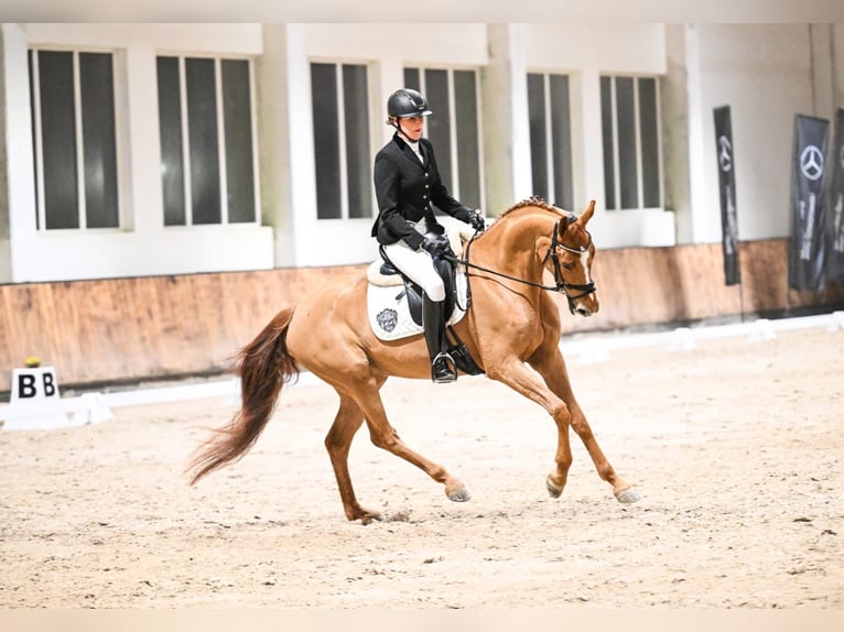 Koń westfalski Klacz 6 lat 167 cm Kasztanowata in Münster