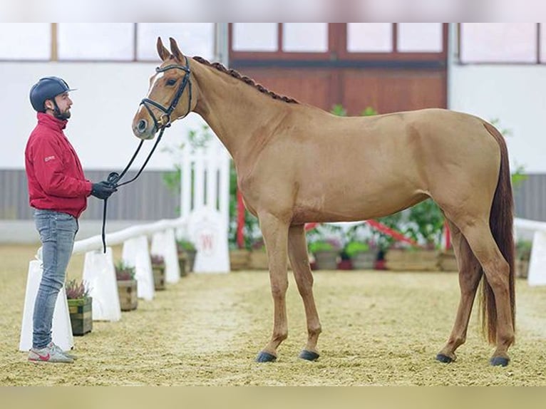 Koń westfalski Klacz 6 lat 167 cm Kasztanowata in Münster