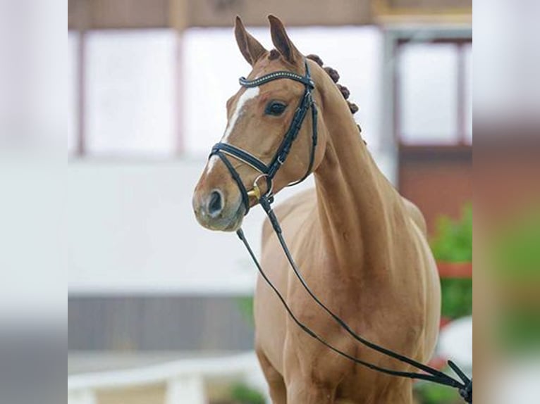 Koń westfalski Klacz 6 lat 167 cm Kasztanowata in Münster