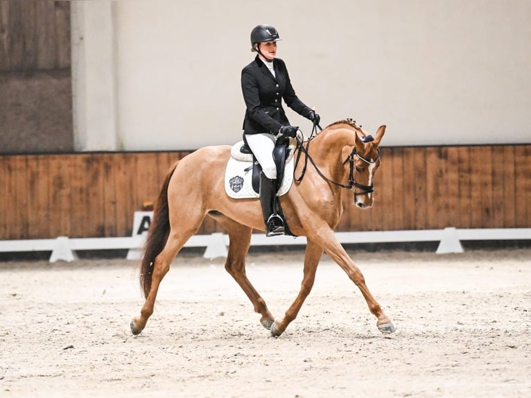 Koń westfalski Klacz 6 lat 167 cm Kasztanowata in Münster