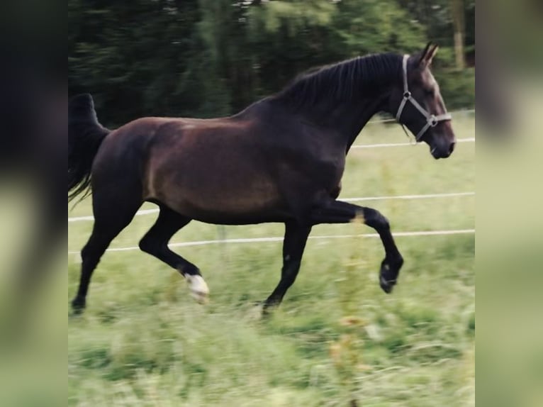 Koń westfalski Klacz 6 lat 168 cm Ciemnogniada in Iserlohn