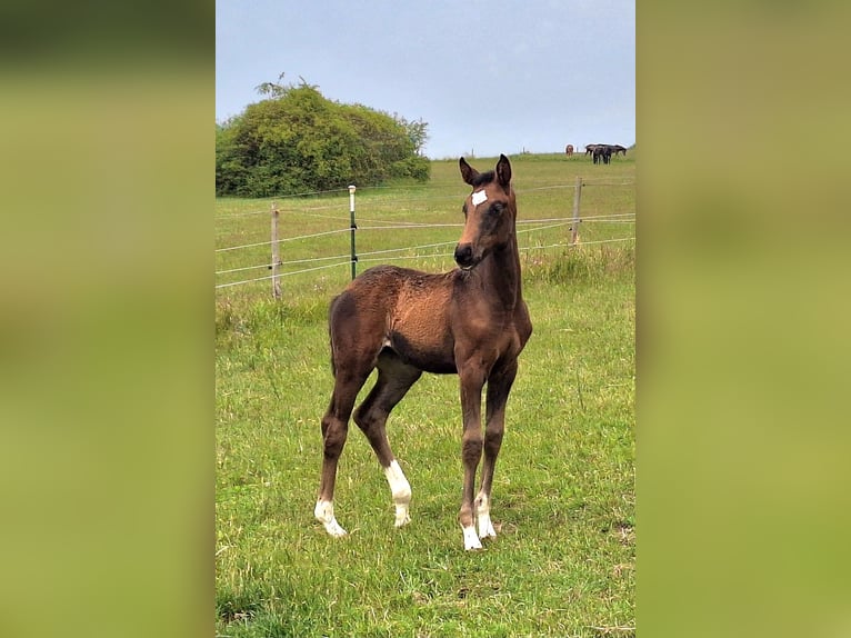Koń westfalski Klacz 6 lat 168 cm Ciemnogniada in Eckenroth