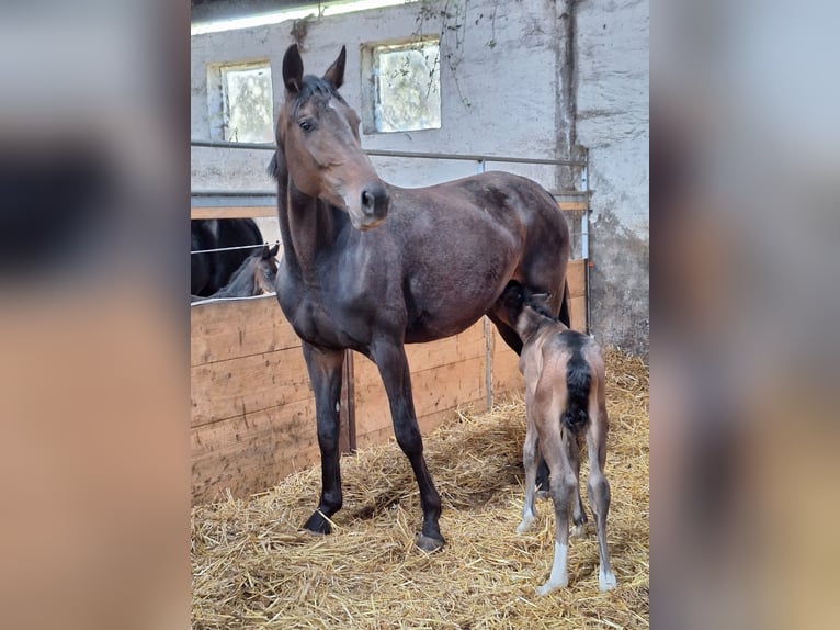 Koń westfalski Klacz 6 lat 168 cm Ciemnogniada in Eckenroth