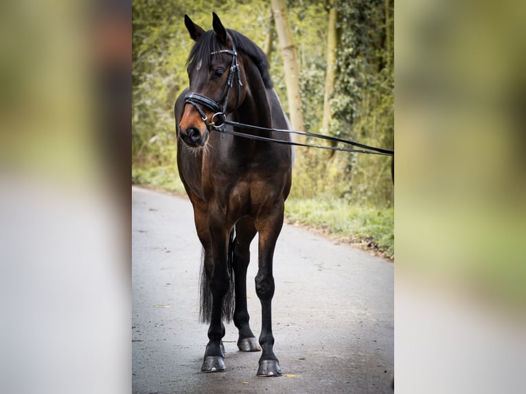 Koń westfalski Klacz 6 lat 168 cm Ciemnogniada in M&#xFC;nster