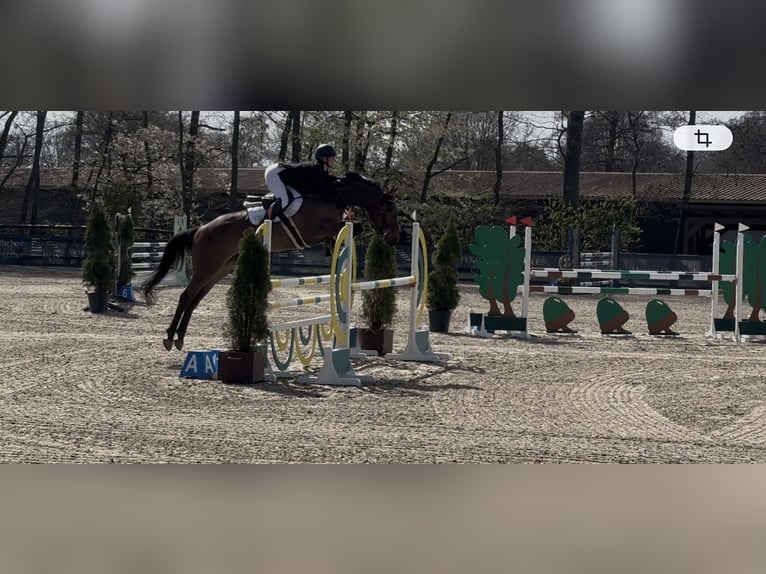 Koń westfalski Klacz 6 lat 168 cm Gniada in Osnabrück