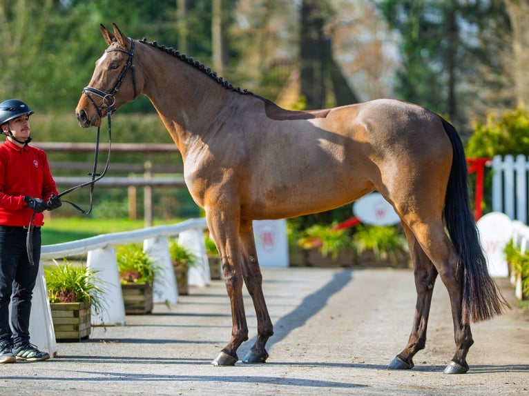 Koń westfalski Klacz 6 lat 168 cm Gniada in Münster-Handorf