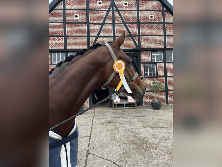 Koń westfalski Klacz 6 lat 168 cm Gniada in Coesfeld