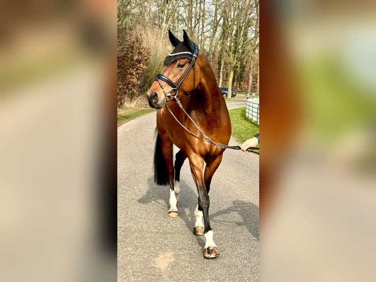 Koń westfalski Klacz 6 lat 168 cm Gniada in Coesfeld