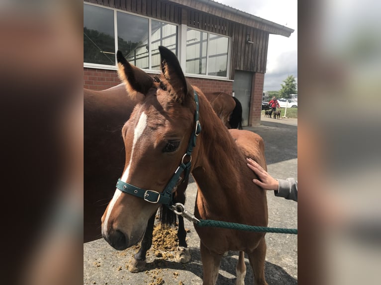 Koń westfalski Klacz 6 lat 168 cm Gniada in Ahlen