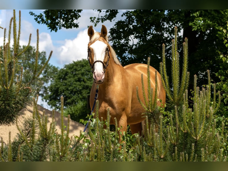 Koń westfalski Klacz 6 lat 168 cm Izabelowata in Trittau