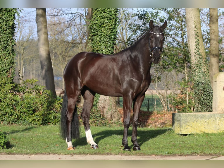 Koń westfalski Klacz 6 lat 168 cm Kara in Hörstel