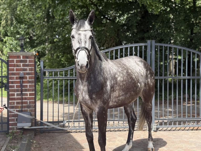 Koń westfalski Klacz 6 lat 168 cm Siwa jabłkowita in Münster