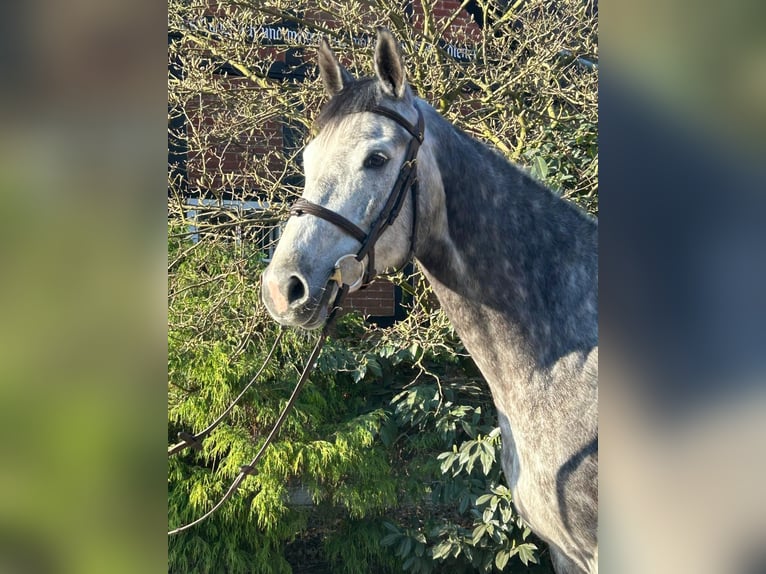 Koń westfalski Klacz 6 lat 168 cm Siwa jabłkowita in Langlingen