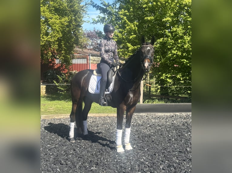 Koń westfalski Klacz 6 lat 168 cm Skarogniada in Ibbenbüren