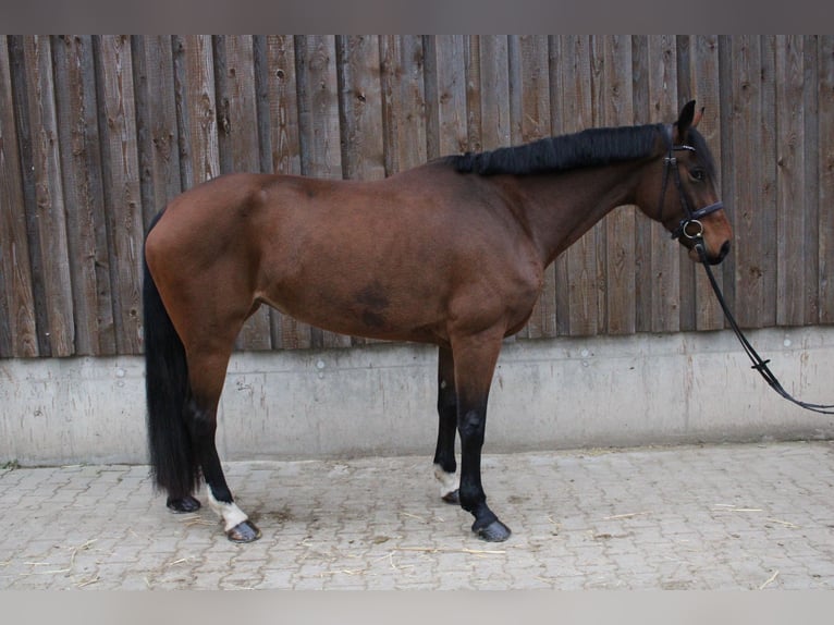 Koń westfalski Klacz 6 lat 169 cm Gniada in Wiesloch