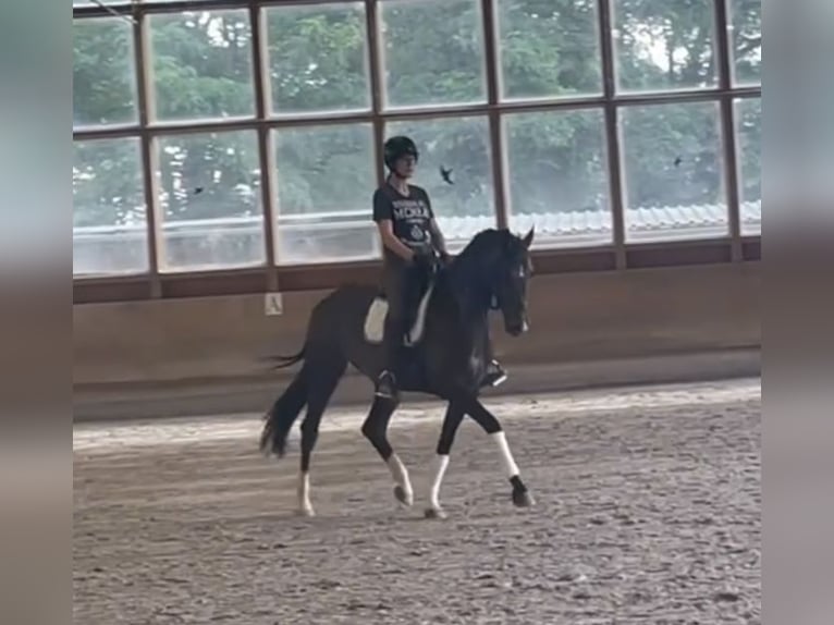 Koń westfalski Klacz 6 lat 170 cm Ciemnogniada in Großostheim