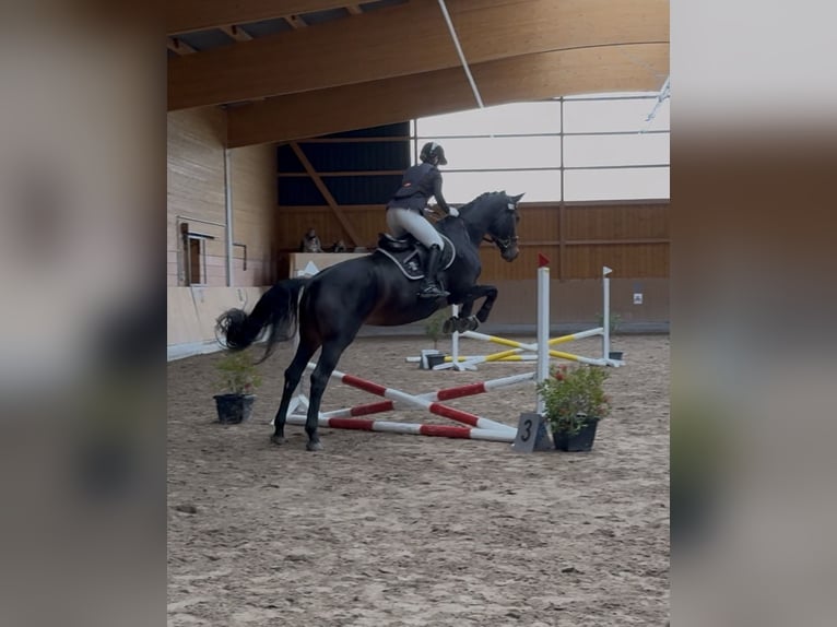 Koń westfalski Klacz 6 lat 170 cm Ciemnogniada in Schenklengsfeld