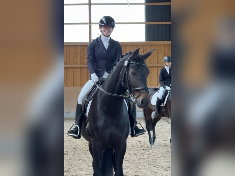 Koń westfalski Klacz 6 lat 170 cm Ciemnogniada in Schenklengsfeld