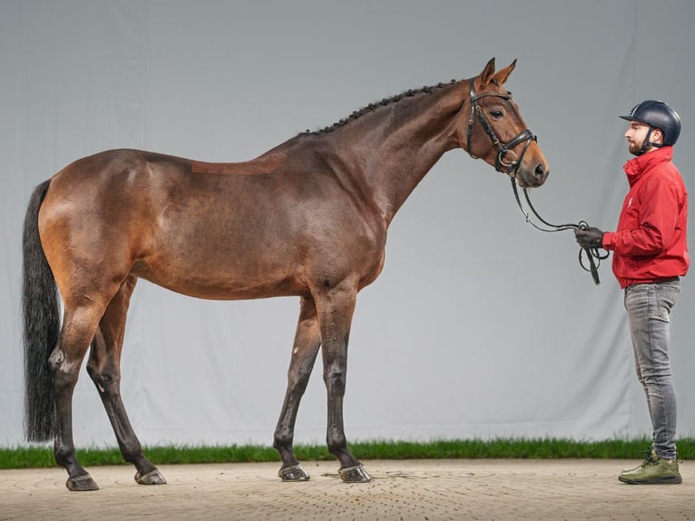 Koń westfalski Klacz 6 lat 170 cm Gniada in Münster-Handorf