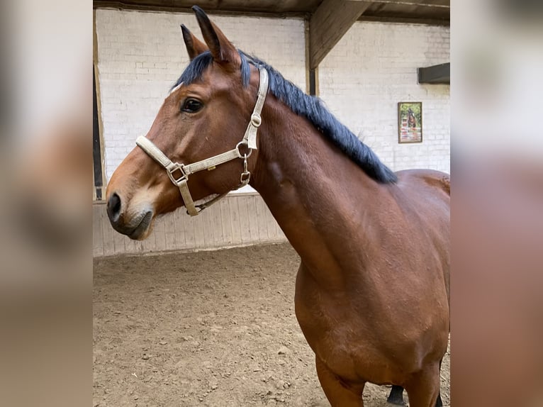 Koń westfalski Klacz 6 lat 170 cm Gniada in Viersen