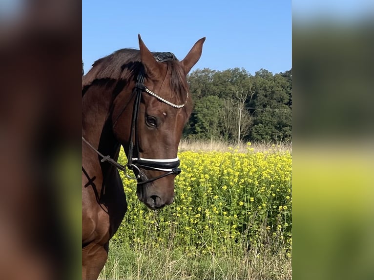 Koń westfalski Klacz 6 lat 170 cm in Ahlen