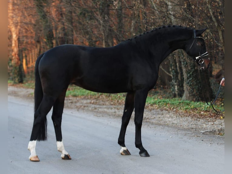 Koń westfalski Klacz 6 lat 170 cm in Königsdorf